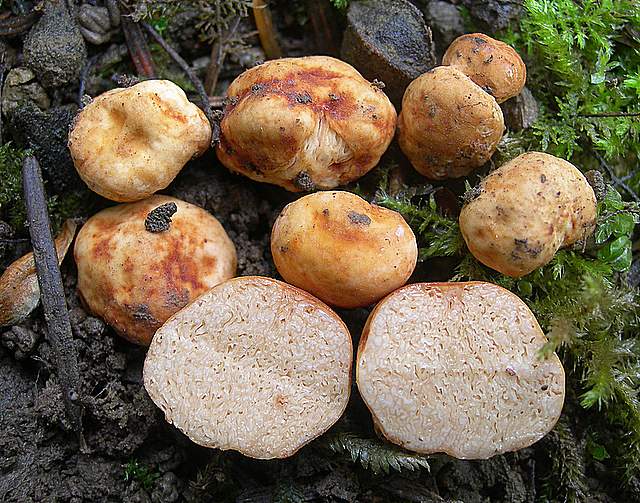 La  Flora  micologica  Alsaziana